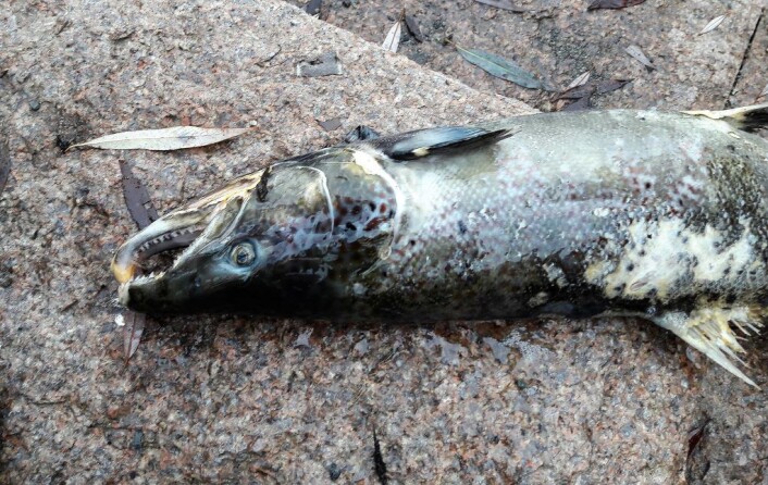 Denne hannlaksen er skadd på ryggen etter en slåsskamp med en annen laks. Såret ble så infisert av sopp, som svekket fisken. Foto: Anders Høilund Denne hannlaksen er skadd på ryggen etter en slåsskamp med en annen laks. Såret ble så infisert av sopp, som svekket fisken. Foto: Anders Høilund