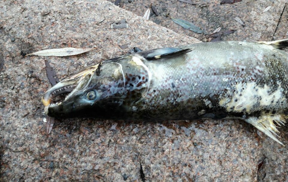 Denne hannlaksen er skadd på ryggen etter en slåsskamp med en annen laks. Såret ble så infisert av sopp, som svekket fisken. Foto: Anders Høilund
