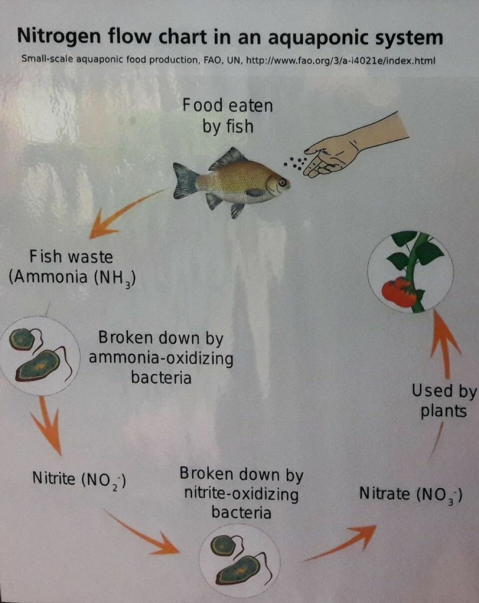 Plakaten illustrerer prinsippet i et aquaponianlegg. Foto: Anders Høilund