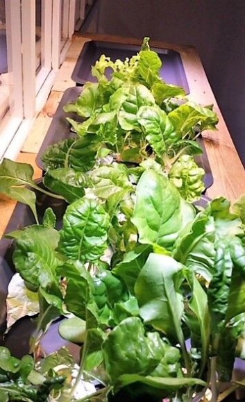 Salaten vokser fort i anlegget, og Netland og Skaug eksperimenterer med forskjellige planter. Foto: Marianne Netland Salaten vokser fort i anlegget, og Netland og Skaug eksperimenterer med forskjellige planter. Foto: Marianne Netland