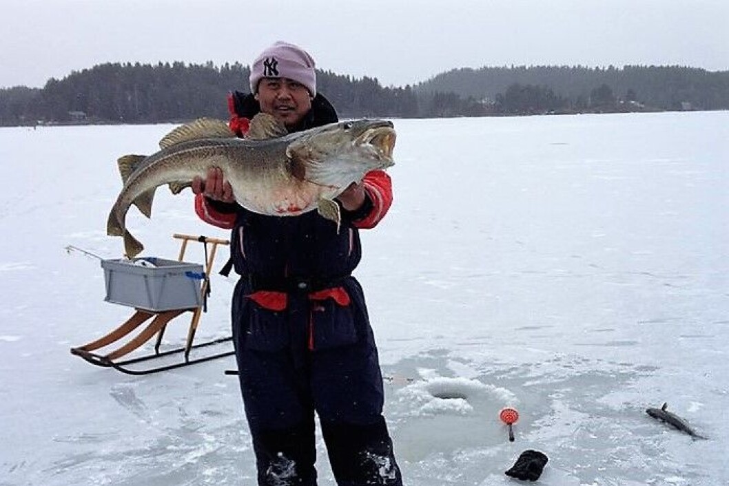 Sportsfiskeren Dong på isen i Oslofjorden. Her poserer han han med en torsk på nesten ti kilo i 2016. Foto: Svein Erik Pedersen Sportsfiskeren Dong på isen i Oslofjorden. Her poserer han han med en torsk på nesten ti kilo i 2016. Foto: Svein Erik Pedersen