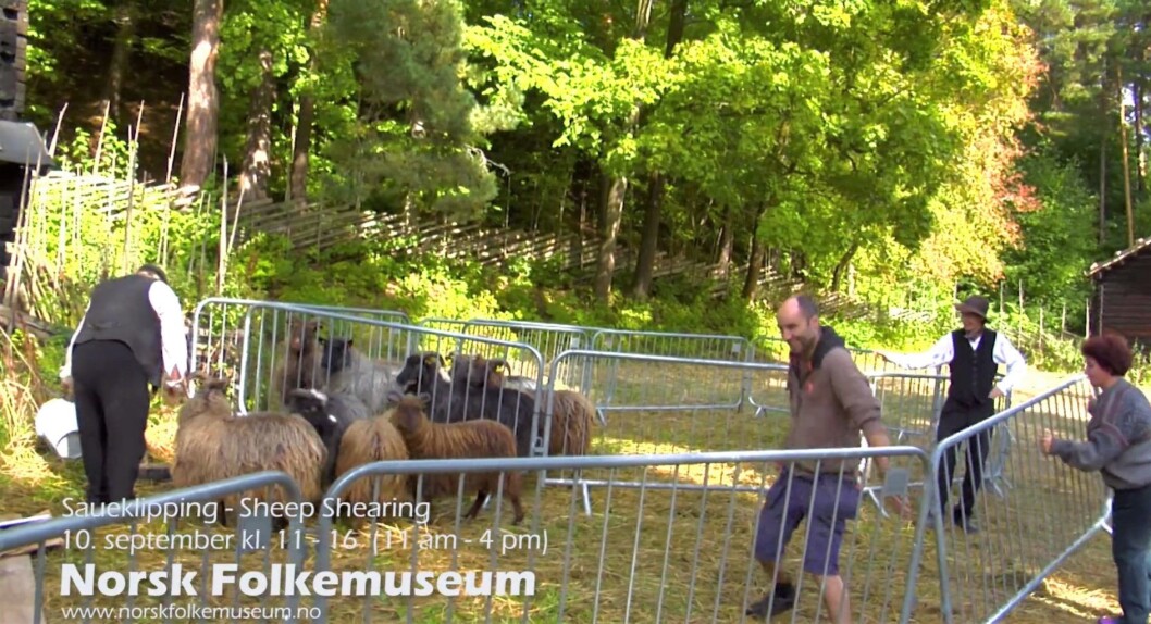 Sau på vei til frisøren på Bygdøy. Sau på vei til frisøren på Bygdøy.
