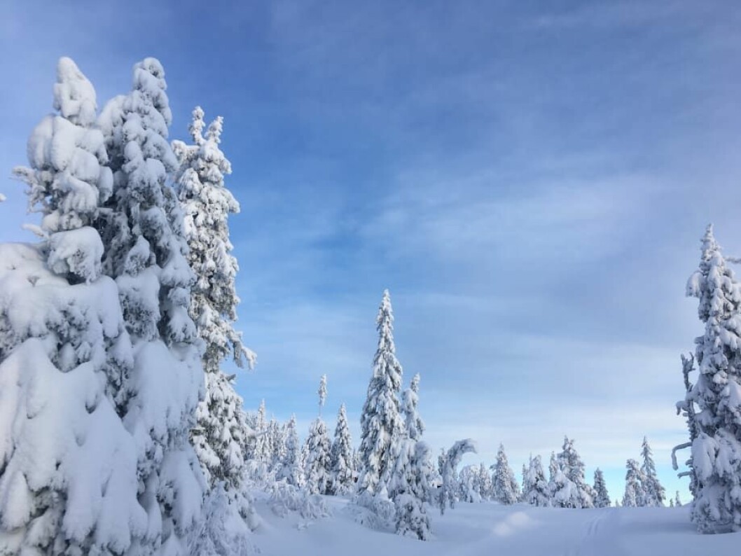 Kanskje det frister med en tur ut i snøen? Foto: Cecilie Hannevig / SiO