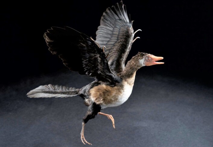 � Fugler er flyvende dinosaurer. Her er overgangsformen Archaeopteryx, urfuglen, ifølge Jørn Hurum. Foto av modell: Naturhistorisk museum � Fugler er flyvende dinosaurer. Her er overgangsformen Archaeopteryx, urfuglen, ifølge Jørn Hurum. Foto av modell: Naturhistorisk museum