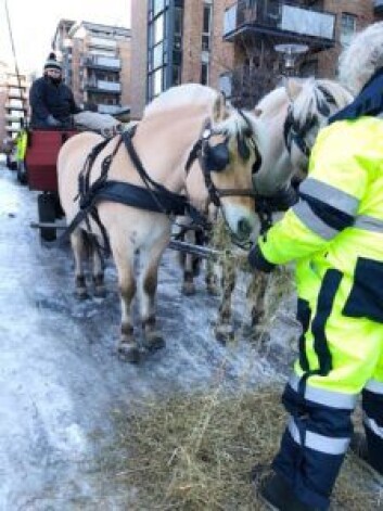 Hestene lader batteriene på Lilleborg torg før avgang. Foto: Lilleborg torg Hestene lader batteriene på Lilleborg torg før avgang. Foto: Lilleborg torg