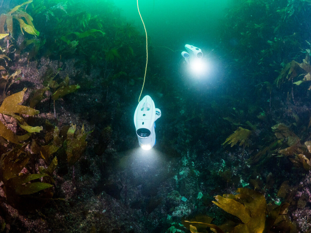 To undervannsdroner utforsker tareskogen på Hitra i Trøndelag. Slike droner, fra det trønderske selskapet Blueye Robotics, kan bli brukt i Oslofjorden. Foto: Blueye Robotics AS To undervannsdroner utforsker tareskogen på Hitra i Trøndelag. Slike droner, fra det trønderske selskapet Blueye Robotics, kan bli brukt i Oslofjorden. Foto: Blueye Robotics AS