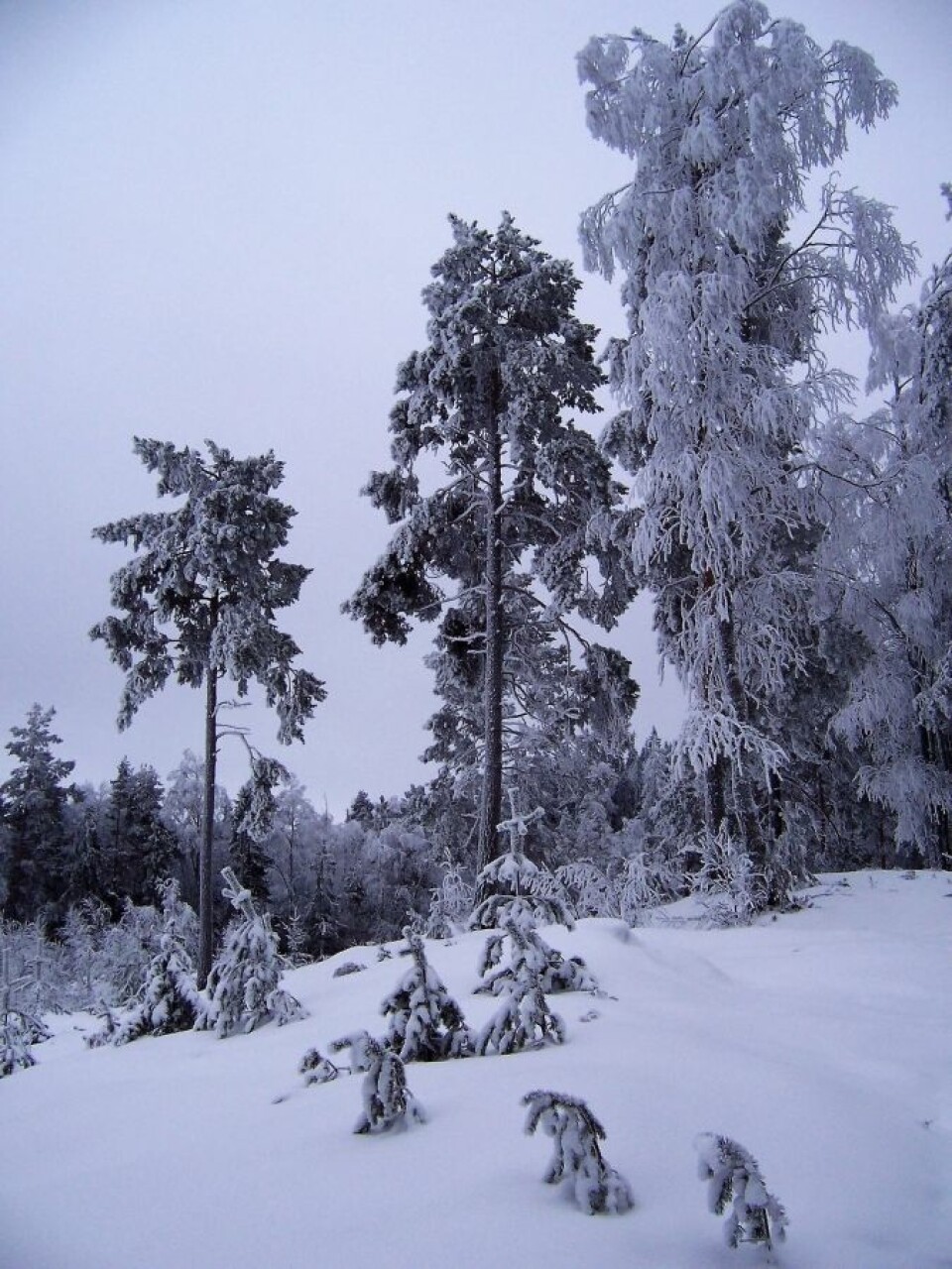 Tørrgranåsen i Østmarka. Foto: Steinar Saghaug