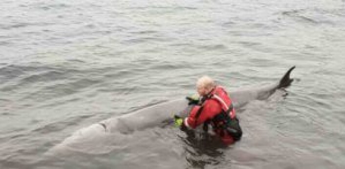 Hval på Sotra som måtte avlives. Den ble funnet med 30 plastposer i magen. Foto: Sotra brannvesen Hval på Sotra som måtte avlives. Den ble funnet med 30 plastposer i magen. Foto: Sotra brannvesen