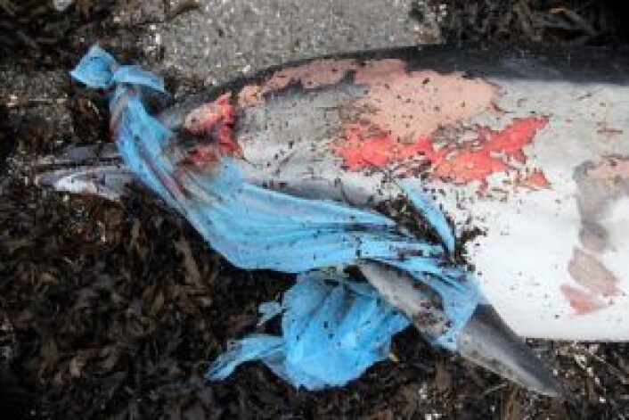 Delfinen som ble funnet i plast på Nesoddlandet i januar. Foto: Terje L. Bjørsvik / Naturpress.no Delfinen som ble funnet i plast på Nesoddlandet i januar. Foto: Terje L. Bjørsvik / Naturpress.no