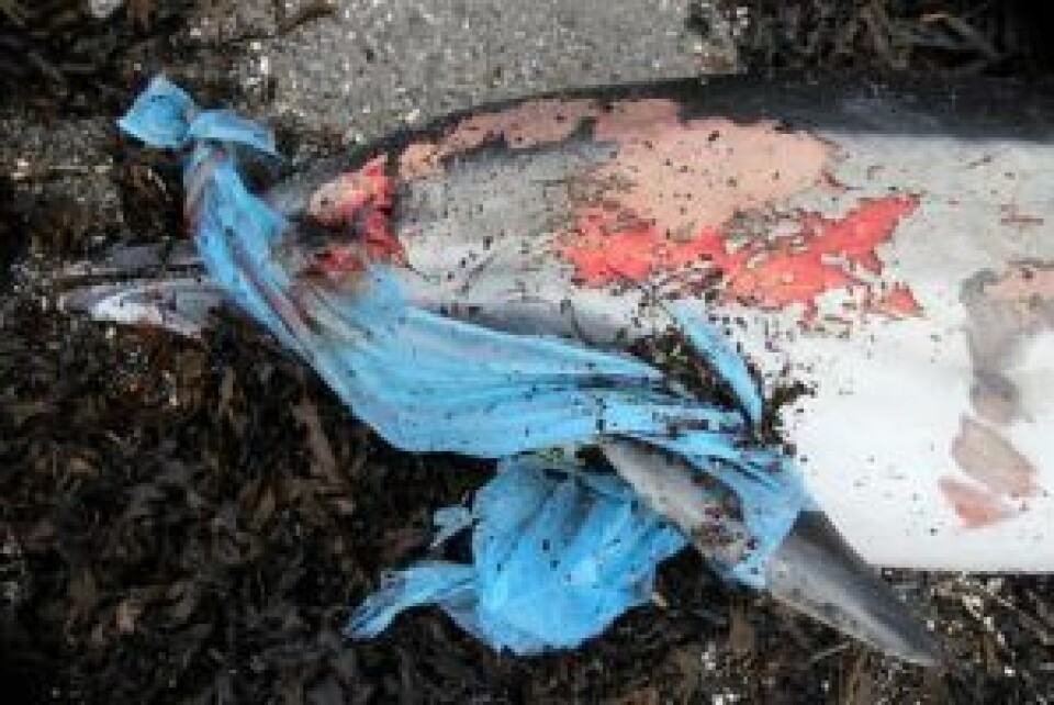 Delfinen som ble funnet i plast på Nesoddlandet i januar. Foto: Terje L. Bjørsvik / Naturpress.no