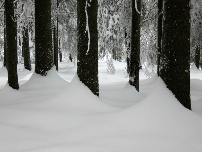 Granskog i snø i Østmarka. Foto: Steinar Saghaug
