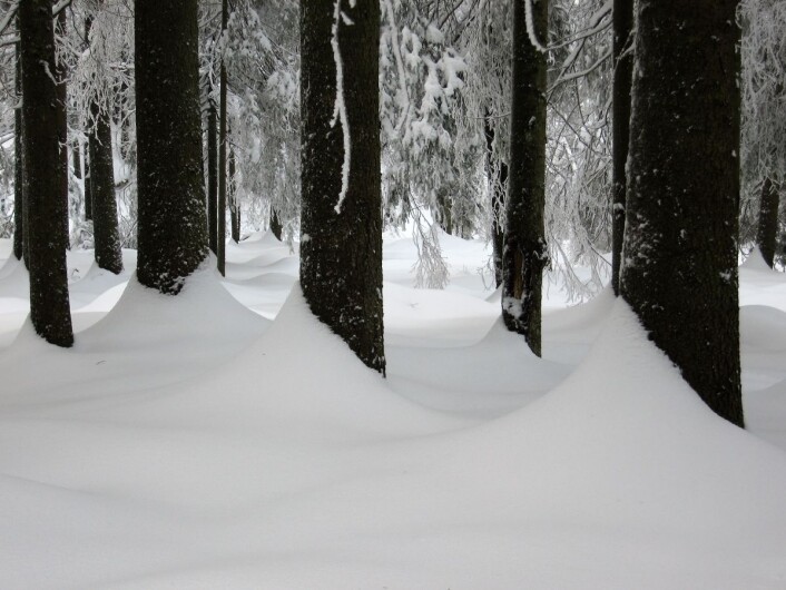 Granskog i snø i Østmarka. Foto: Steinar Saghaug Granskog i snø i Østmarka. Foto: Steinar Saghaug