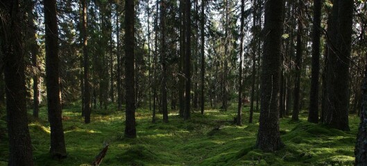 – Industriskogen i Oslomarka må stanses