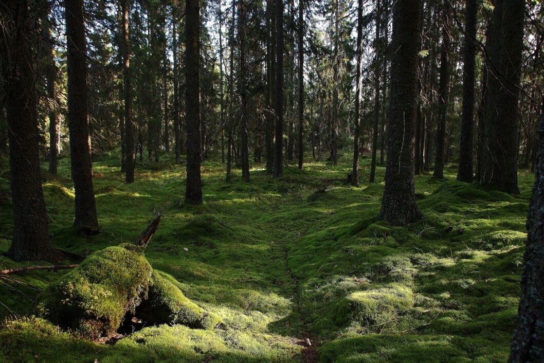 Eventyrskog i Østmarka. Foto: Steinar Saghaug Eventyrskog i Østmarka. Foto: Steinar Saghaug
