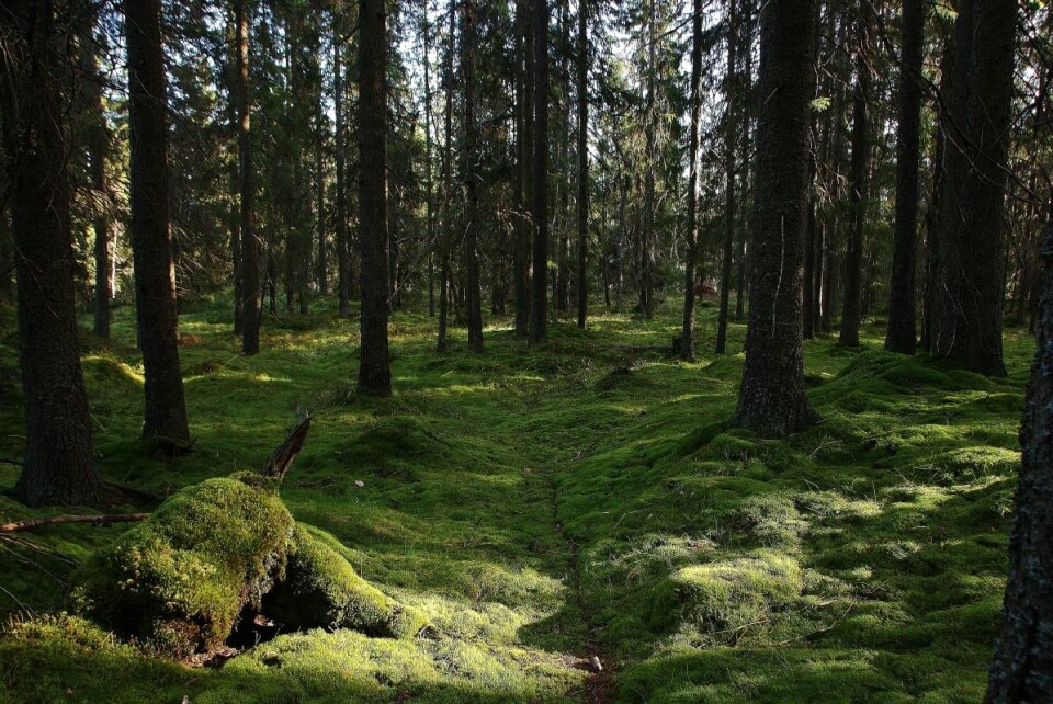 Eventyrskog i Østmarka. Foto: Steinar Saghaug