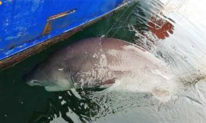 Kamtannhaien Fred fikk i garnet. Foto: Fred-Harald Bratli