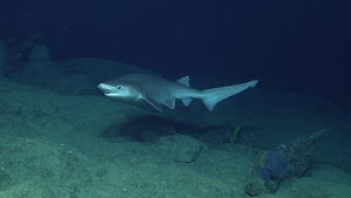 En kamtannhai i fri utfoldelse. Her på Santa Rosa-revet sør for Guam, i Marianasgropen (Marianas Trench). Marianas er den dypeste dyphavsgropen i verden, hele 11034 meter på det aller dypeste. Foto: NOAA Ocean Explorer En kamtannhai i fri utfoldelse. Her på Santa Rosa-revet sør for Guam, i Marianasgropen (Marianas Trench). Marianas er den dypeste dyphavsgropen i verden, hele 11034 meter på det aller dypeste. Foto: NOAA Ocean Explorer
