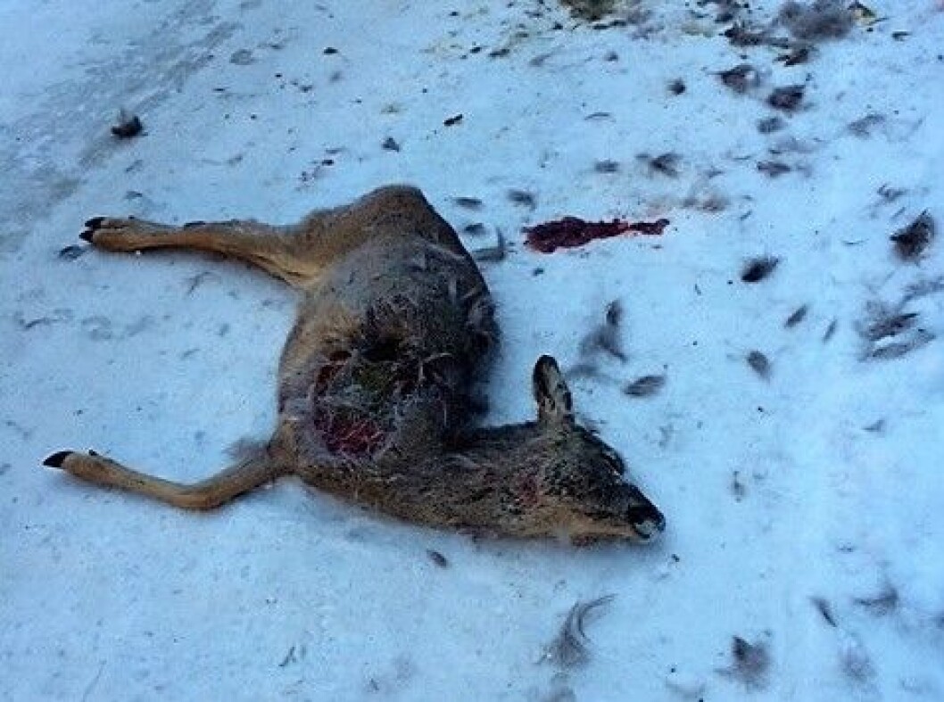 Rådyr drept av hund i Ullevålsseterveien. Foto: Tom Kjetil Tangen Rådyr drept av hund i Ullevålsseterveien. Foto: Tom Kjetil Tangen