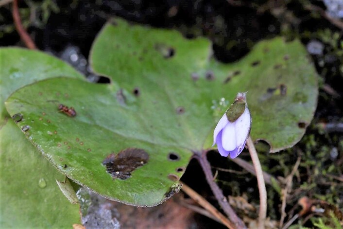 Denne blåveisen ble funnet på Ellingsrud 30 mars. Foto: Audun Åby Denne blåveisen ble funnet på Ellingsrud 30 mars. Foto: Audun Åby