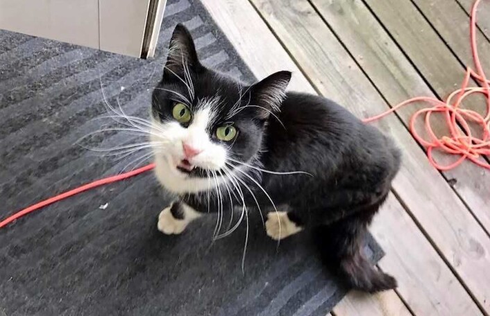 En sliten, forvirret og sulten katt ble funnet i Nydalen. Det var Pusi. Foto: Privat En sliten, forvirret og sulten katt ble funnet i Nydalen. Det var Pusi. Foto: Privat