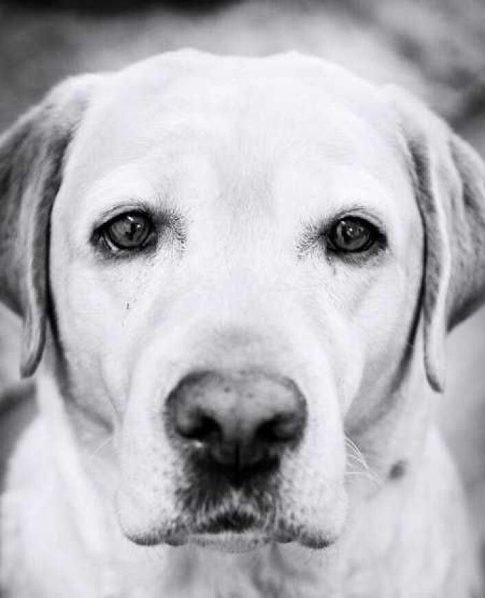 Anders Brochmanns labrador Ella tok seg gjerne en tur på egen hånd. Ella har reist videre til hundehimmelen, mens Brochmann i dag eier hester og står som eier av Dyrebar.no. Foto: Dyrebar.no Anders Brochmanns labrador Ella tok seg gjerne en tur på egen hånd. Ella har reist videre til hundehimmelen, mens Brochmann i dag eier hester og står som eier av Dyrebar.no. Foto: Dyrebar.no