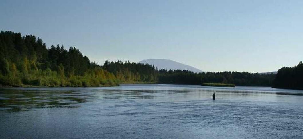 Det siste uberørte delen av Glomma ved Tolga er et eldorado for ørret- og harrfiske. Foto: Glåmas venner Det siste uberørte delen av Glomma ved Tolga er et eldorado for ørret- og harrfiske. Foto: Glåmas venner