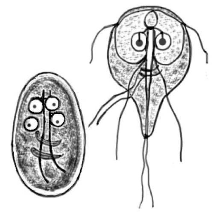 Den er ikke å morsom som den ser ut som. Parsitten Giardia_lamblia er en av mange skadelige organismer som kan finnes i forurenset vann. Illustrasjon: Aleksander Da Silva Den er ikke å morsom som den ser ut som. Parsitten Giardia_lamblia er en av mange skadelige organismer som kan finnes i forurenset vann. Illustrasjon: Aleksander Da Silva