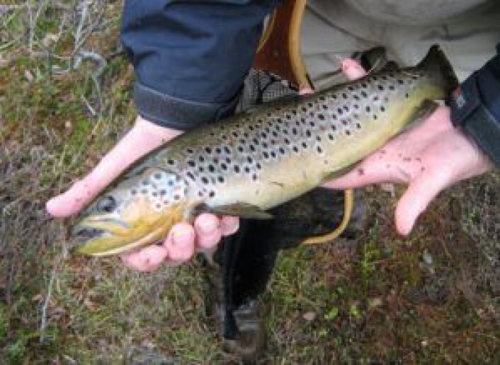 En fin ørret fra Nordre Langvann i Lillomarka. Foto: Kim Andreassen En fin ørret fra Nordre Langvann i Lillomarka. Foto: Kim Andreassen