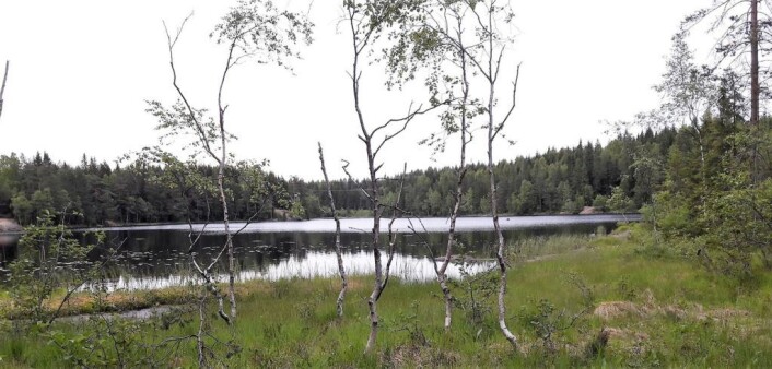 Det grunne Skredderudtjernet er fint for både de som vil fiske, de som vil bade, og de som vil begge deler. Foto: Anders Høilund Det grunne Skredderudtjernet er fint for både de som vil fiske, de som vil bade, og de som vil begge deler. Foto: Anders Høilund