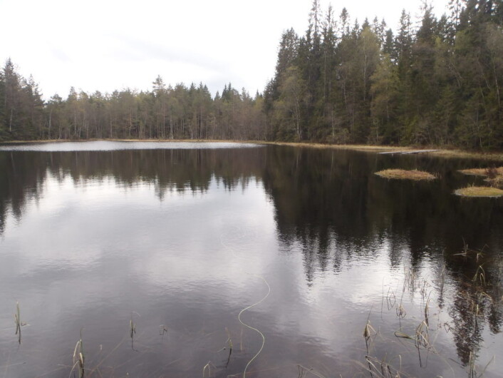 Lorttjern ligger mellom Frognerseteren og Sognsvann. Et fint nybegynnervann som kan gi fisk i steikepanna. Foto: Anders Høilund Lorttjern ligger mellom Frognerseteren og Sognsvann. Et fint nybegynnervann som kan gi fisk i steikepanna. Foto: Anders Høilund