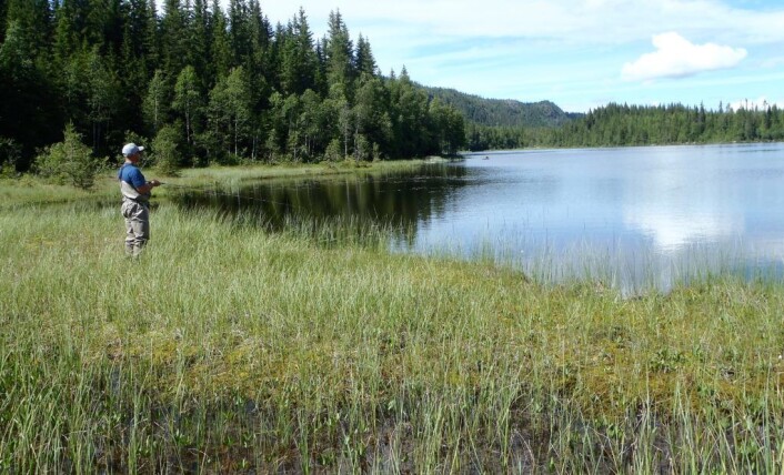 Blindingen og kleggen kan være lei på stille og varme dager i marka. Den gir seg i skumringen. Foto: Anders Høilund Blindingen og kleggen kan være lei på stille og varme dager i marka. Den gir seg i skumringen. Foto: Anders Høilund