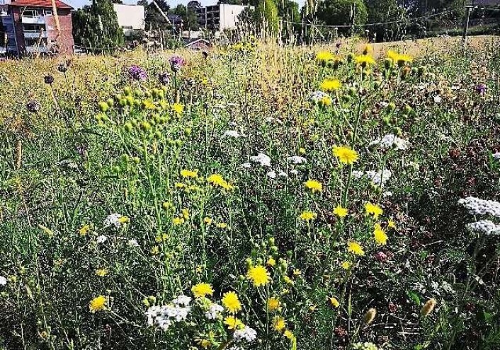Slik kan blomsterenga ved Blåsen etterhvert bli seende ut. Her fra en liknende blomstereng på Ola Narr. Foto: Bård Bredesen / Bymiljøetaten Slik kan blomsterenga ved Blåsen etterhvert bli seende ut. Her fra en liknende blomstereng på Ola Narr. Foto: Bård Bredesen / Bymiljøetaten