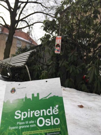 Angela Amoroso tok dette bildet i begynnelsen av mai i år. Vinteren måtte ta slutt for at arbeidene kunne begynne, men det gjorde den tilsynelatende aldri... Snart skulle det bli den varmeste sommeren i manns minne og mangel på vann til de nye plantefeltene. Foto: Tarjei Kidd Olsen Angela Amoroso tok dette bildet i begynnelsen av mai i år. Vinteren måtte ta slutt for at arbeidene kunne begynne, men det gjorde den tilsynelatende aldri... Snart skulle det bli den varmeste sommeren i manns minne og mangel på vann til de nye plantefeltene. Foto: Tarjei Kidd Olsen