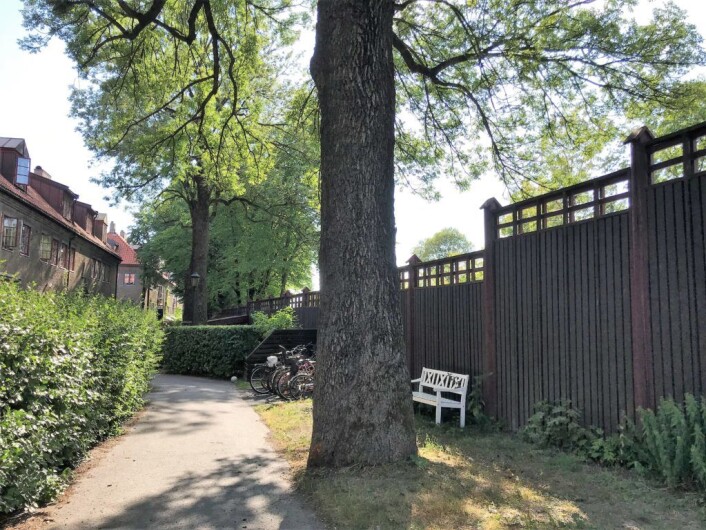 Slik ser det ut på innsiden av støyskjermen, inne i Lille Tøyen hageby. Foto: Hilde Helén Kjellstad Slik ser det ut på innsiden av støyskjermen, inne i Lille Tøyen hageby. Foto: Hilde Helén Kjellstad