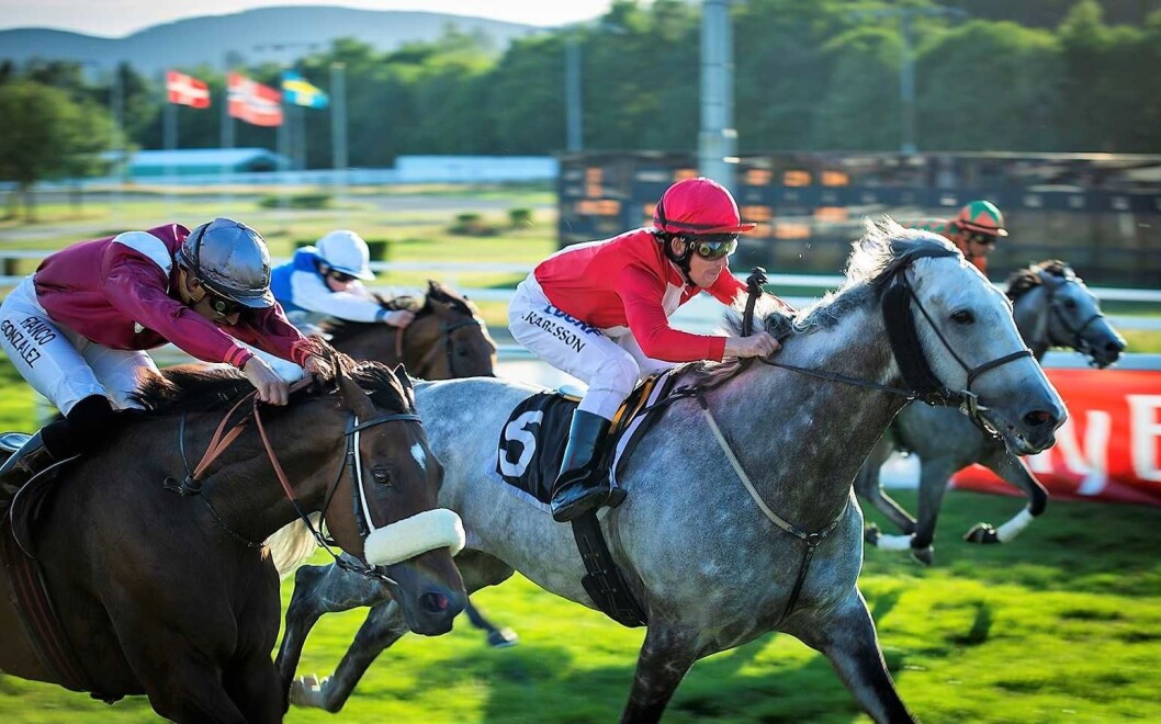 Hestene stormer mot mål på Øvrevoll galoppbane. Søndag 26 august er det klart for Norsk Derby 2018. Det lokker flere tusen tilskuere ut fra byen og til galoppbanen. Foto: Morten Lauveng Jørgensen Hestene stormer mot mål på Øvrevoll galoppbane. Søndag 26 august er det klart for Norsk Derby 2018. Det lokker flere tusen tilskuere ut fra byen og til galoppbanen. Foto: Morten Lauveng Jørgensen