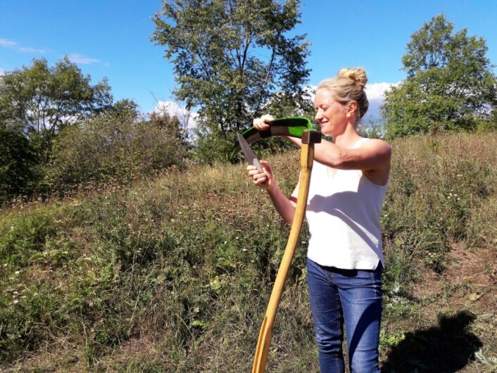 Ljå-eggen må holdes kvass, forklarer Helen Engelstad Kvalem. Foto: Anders Høilund Ljå-eggen må holdes kvass, forklarer Helen Engelstad Kvalem. Foto: Anders Høilund
