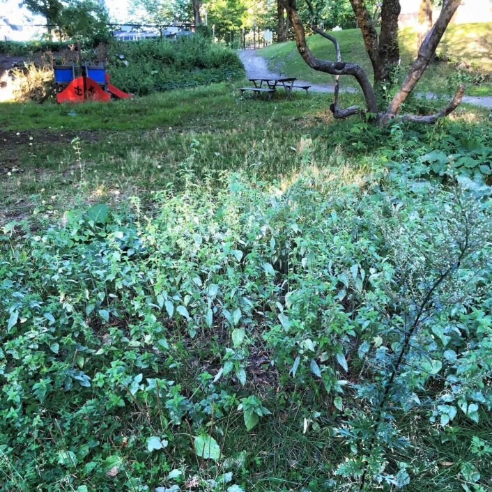 Parken er full av brennesle, og midt i denne ligger søppel. Foto: Runar Blekken Parken er full av brennesle, og midt i denne ligger søppel. Foto: Runar Blekken