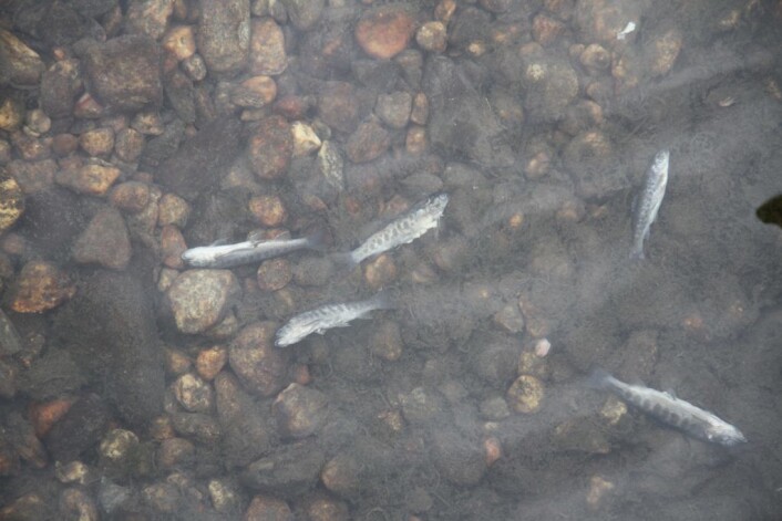 I et område av Hovinbekken fra Økern og nedover lå det død fisk og børstemark. Foto: Per Øivind Eriksen / Ensjø aktuell informasjon I et område av Hovinbekken fra Økern og nedover lå det død fisk og børstemark. Foto: Per Øivind Eriksen / Ensjø aktuell informasjon