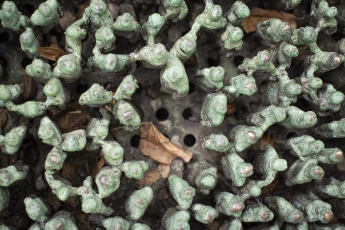 I dette hullet skulle det stått en gruppe av små figurer. Foto: Morten Lauveng Jørgensen I dette hullet skulle det stått en gruppe av små figurer. Foto: Morten Lauveng Jørgensen
