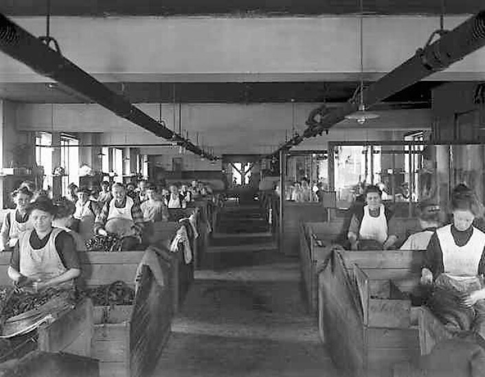 Conrad Langaards Tobaksfabrikk i 1910. Foto: Anders Beer Wilse/Oslo Museum Conrad Langaards Tobaksfabrikk i 1910. Foto: Anders Beer Wilse/Oslo Museum