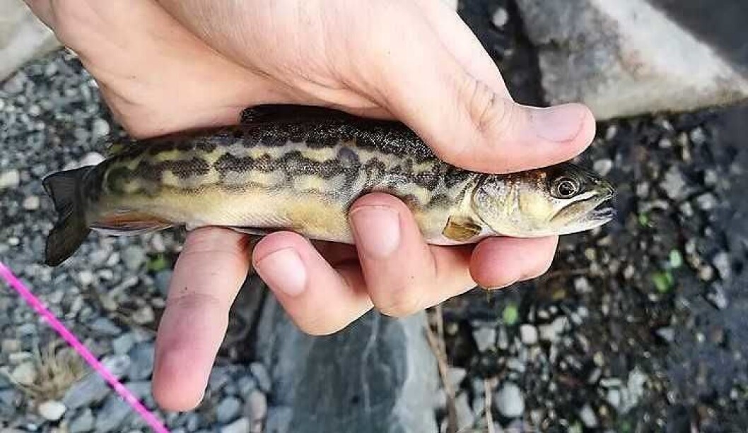 Tigerørret er en krysning mellom bekkerøye og ørret. Det er sjelden å finne slike fisker, og de er sterile. Foto: Arin Borgen Tigerørret er en krysning mellom bekkerøye og ørret. Det er sjelden å finne slike fisker, og de er sterile. Foto: Arin Borgen