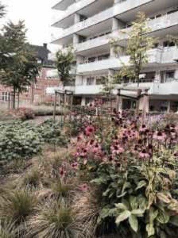 Dreieskivakvartalet i Kværnerbyen blomstrer. Foto: Thomas Bartholdsen Dreieskivakvartalet i Kværnerbyen blomstrer. Foto: Thomas Bartholdsen