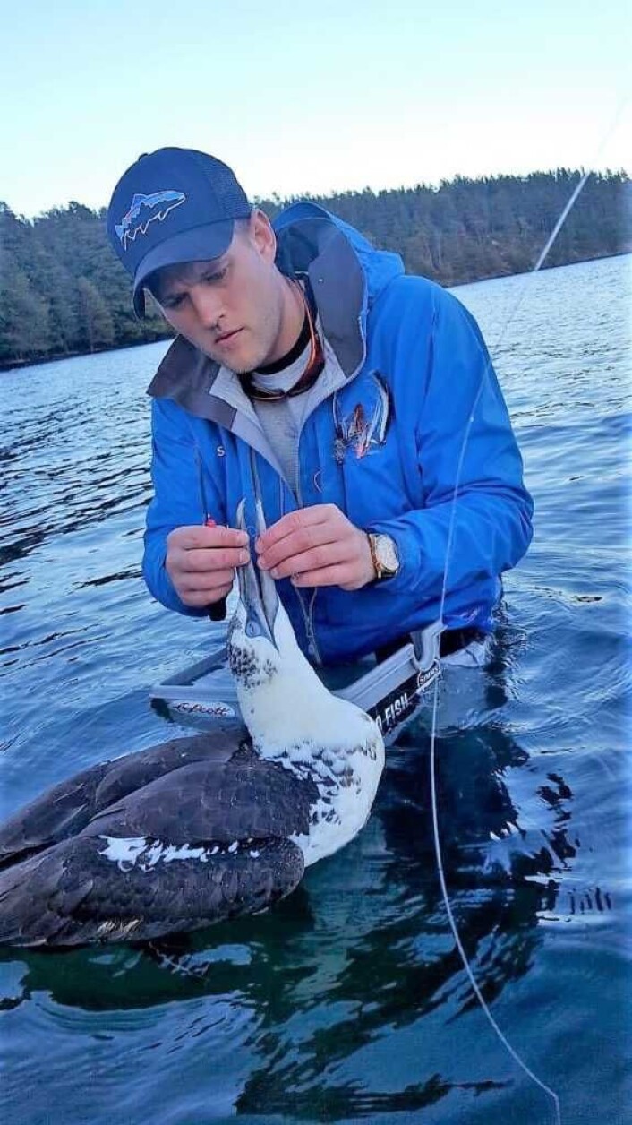 En konsentrert Marcus Reise fjerner forsiktig plastbiten som satt rundt nebbet på fuglen. Den store fuglen var samarbeidsvillig hele tiden. Foto Christoffer Ekeli En konsentrert Marcus Reise fjerner forsiktig plastbiten som satt rundt nebbet på fuglen. Den store fuglen var samarbeidsvillig hele tiden. Foto Christoffer Ekeli
