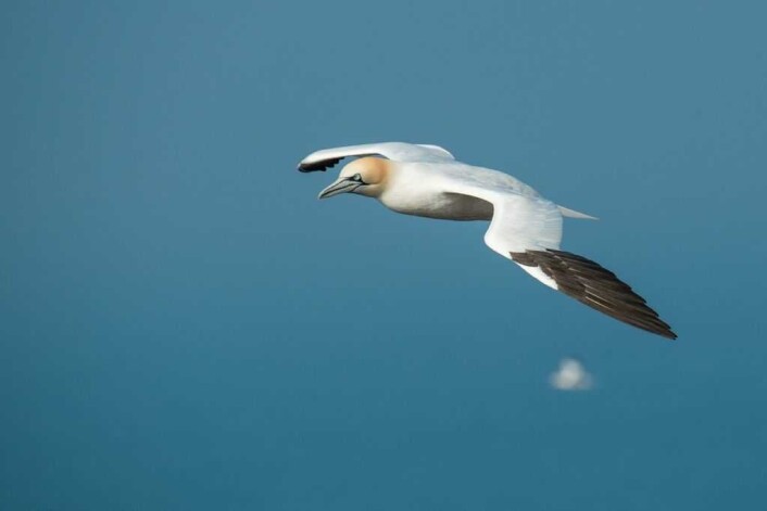 En havsule på vingene er et flott syn. Dessverre er disse fuglene ofte offer for plasforsøplling på havet. Foto: Wolfgang Voght En havsule på vingene er et flott syn. Dessverre er disse fuglene ofte offer for plasforsøplling på havet. Foto: Wolfgang Voght