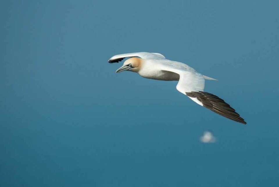 En havsule på vingene er et flott syn. Dessverre er disse fuglene ofte offer for plasforsøplling på havet. Foto: Wolfgang Voght
