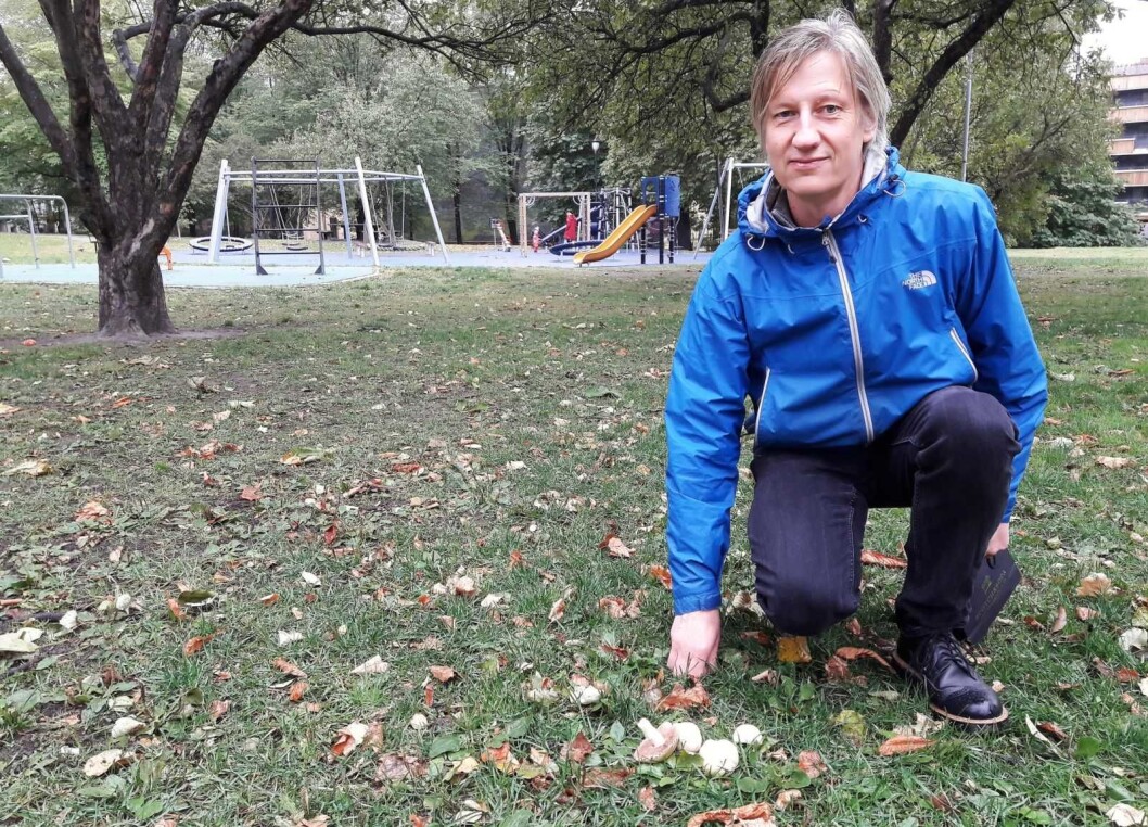 I parken, i byen. Roger Andersen har funnet sjampignon. Foto: Anders Høilund I parken, i byen. Roger Andersen har funnet sjampignon. Foto: Anders Høilund