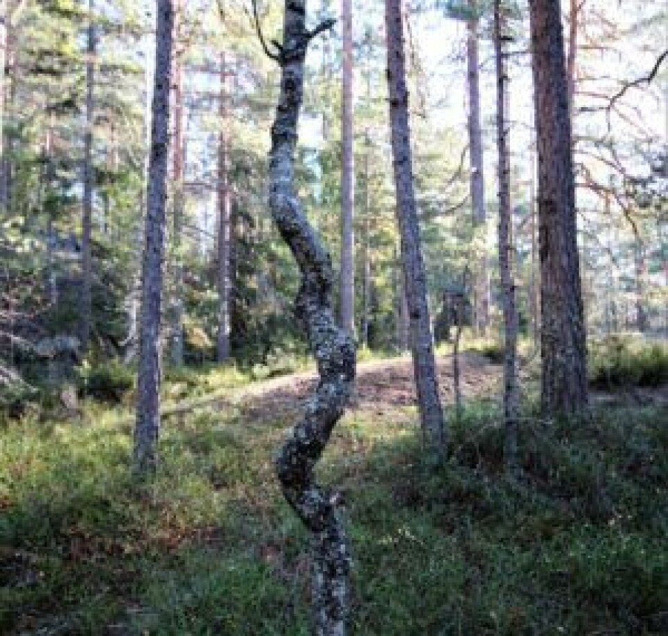 Twist´n shout treet. Foto: André Kjernsli