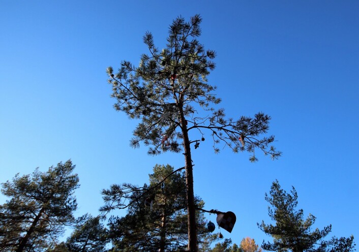 Juletreet. Foto: André Kjernsli Juletreet. Foto: André Kjernsli