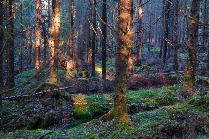 Der vi gikk blant disse eldgamle plantene og den ferske granskogen, var vi hjertens enige i en ting: De aller fleste nordmenn burde vite mer om skogen de tar for gitt. Foto: Sara Linea Pihl / Katja Johanne Pihl Der vi gikk blant disse eldgamle plantene og den ferske granskogen, var vi hjertens enige i en ting: De aller fleste nordmenn burde vite mer om skogen de tar for gitt. Foto: Sara Linea Pihl / Katja Johanne Pihl