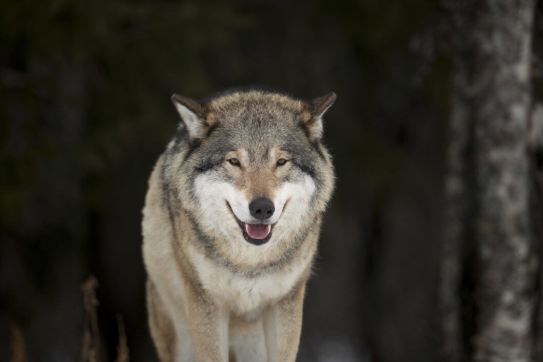 Ulv på Langedrag. Voksen hannulv. Latinsk navn: Canis Lupus. Foto: Heiko Junge / NTB scanpix Ulv på Langedrag. Voksen hannulv. Latinsk navn: Canis Lupus. Foto: Heiko Junge / NTB scanpix